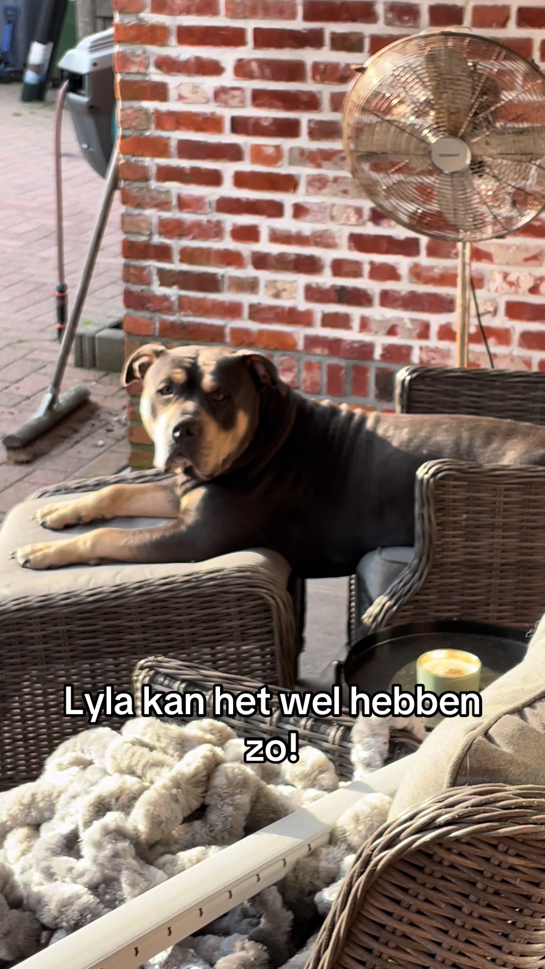 @bigdutchbullykennel