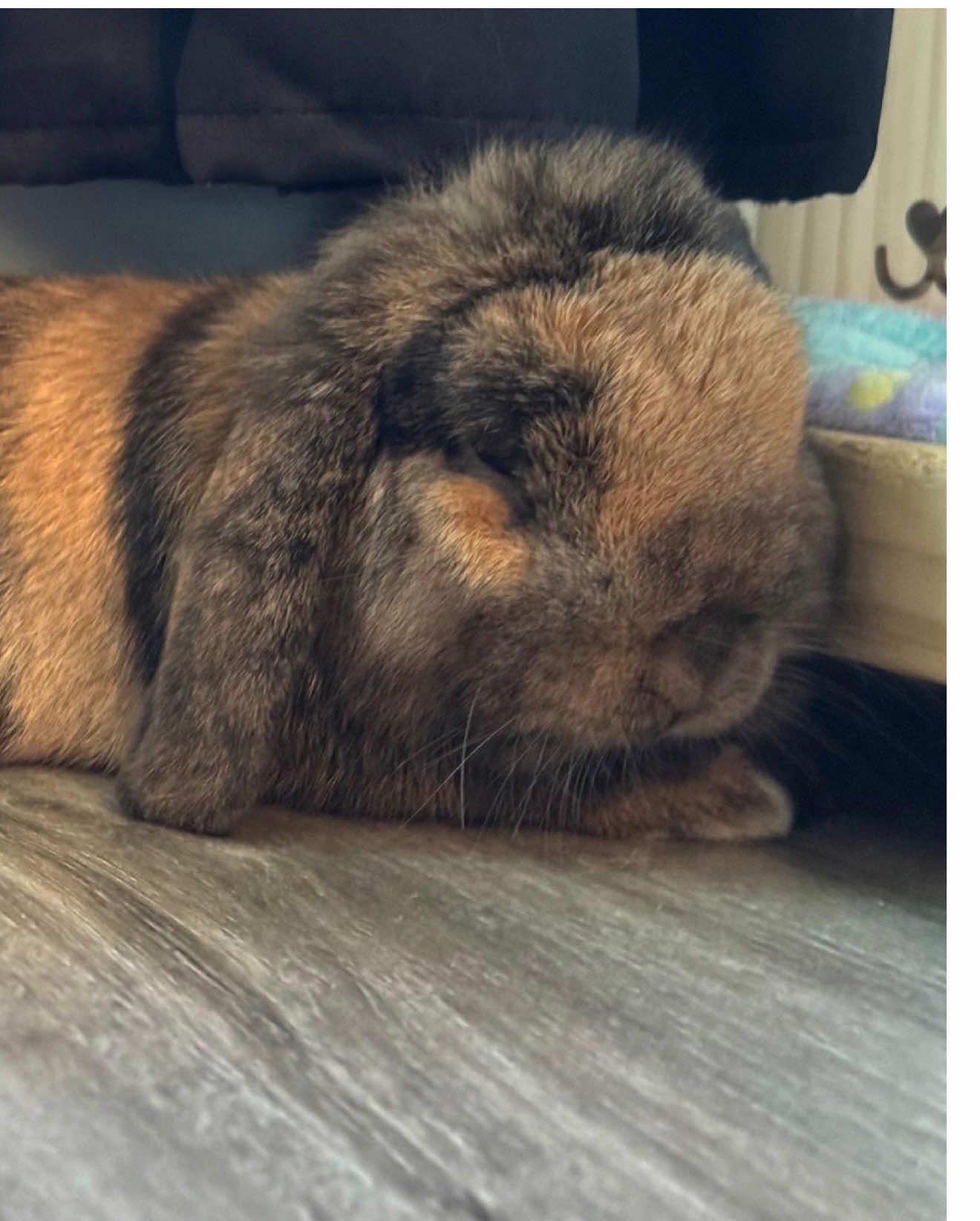 @Cookie and Twix the Bunnies
