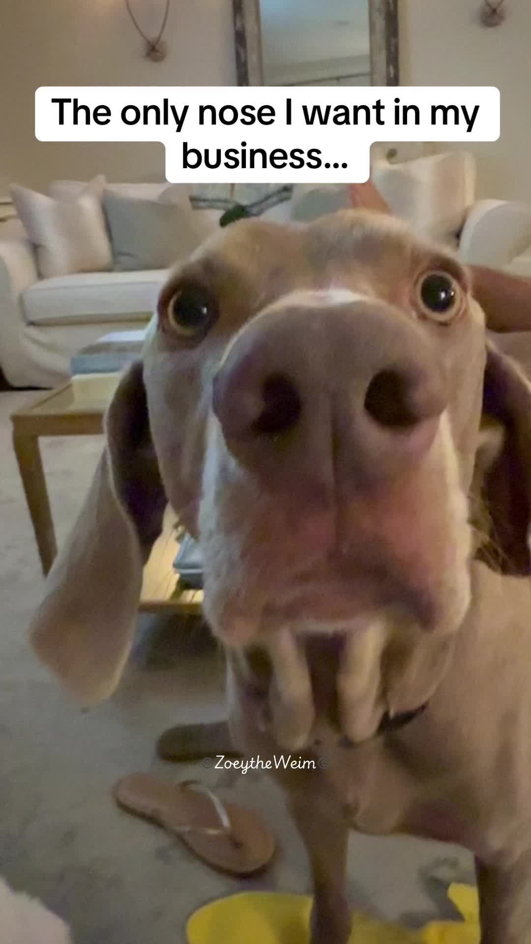 @Zoey the Weim