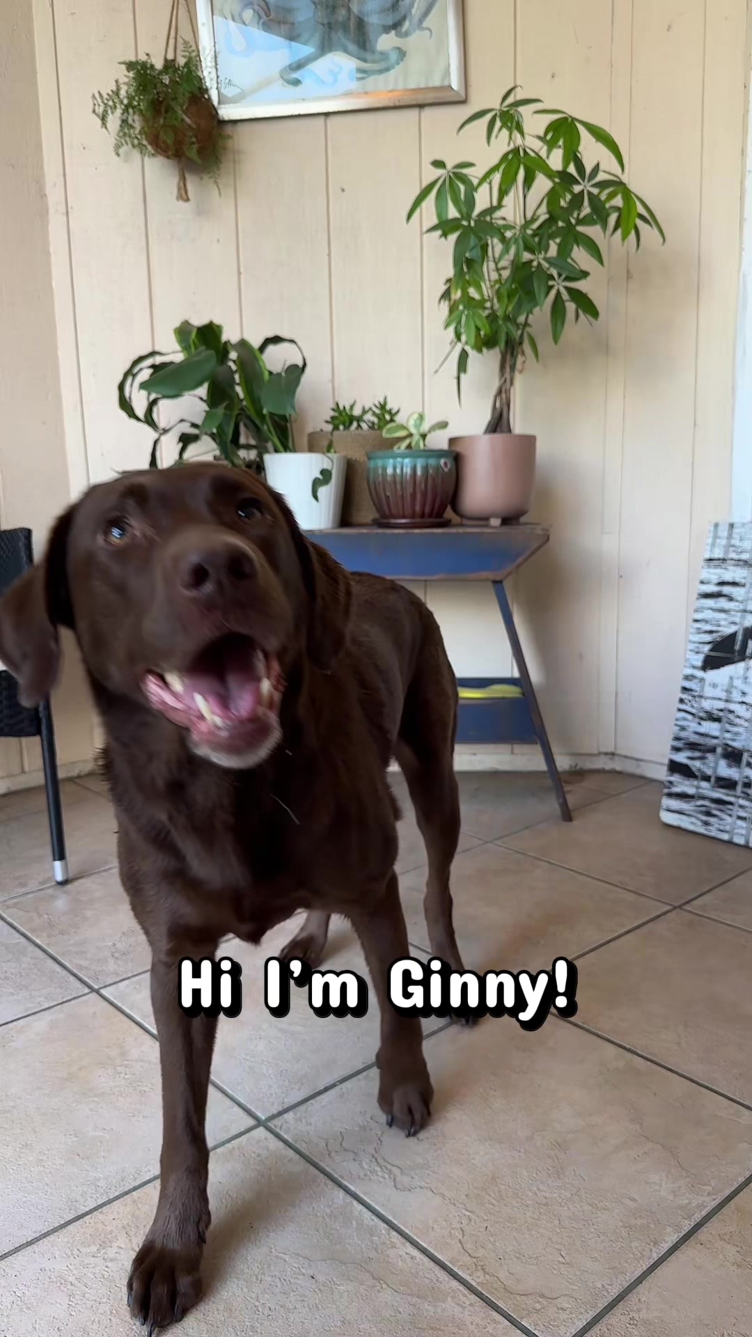 @AmandaT | Your Dog is COOL!
