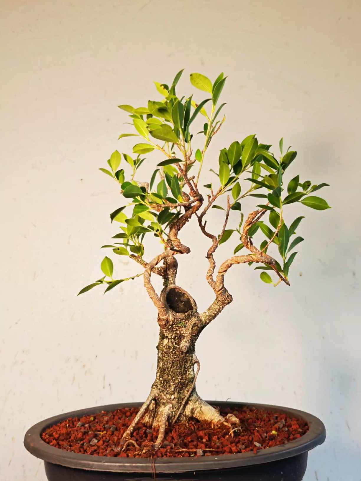 @Bryan Loves Bonsai