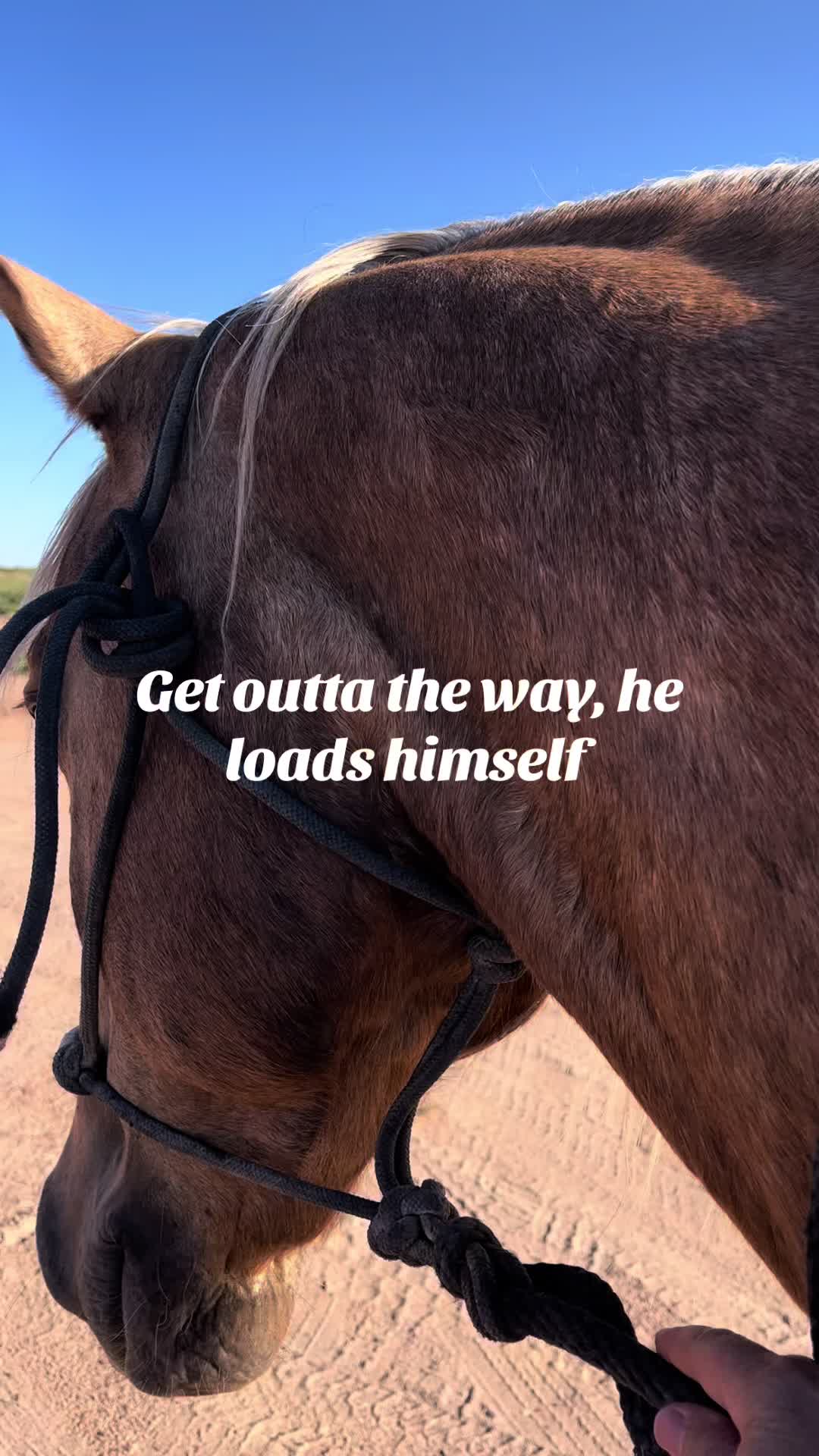 @carlosthecowpuncher