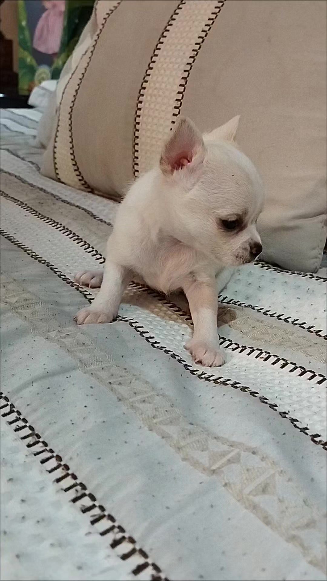 @olimpokennels