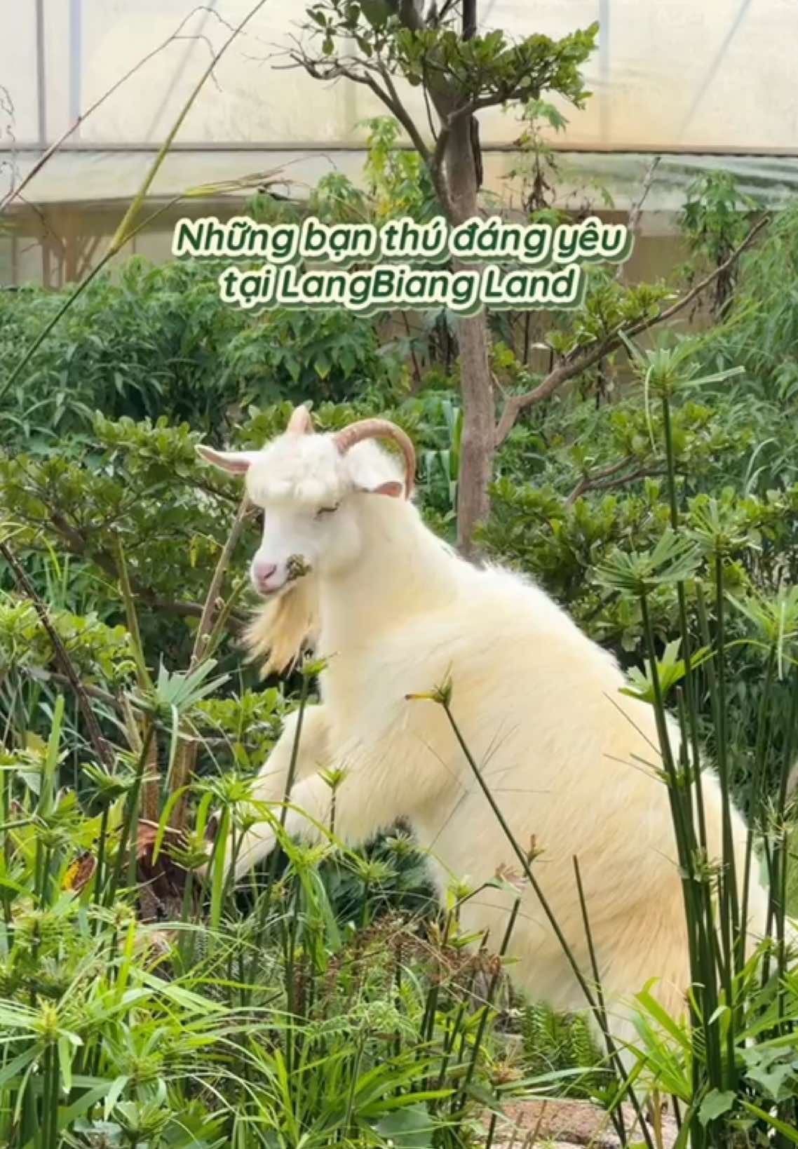 @Langbiang Land