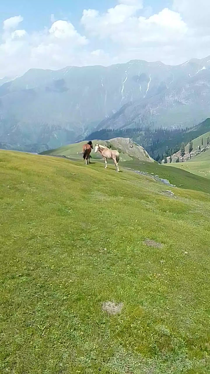 @shahzeb khan