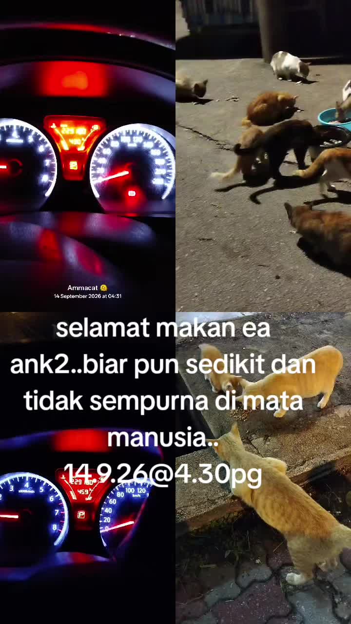 @MaderCats