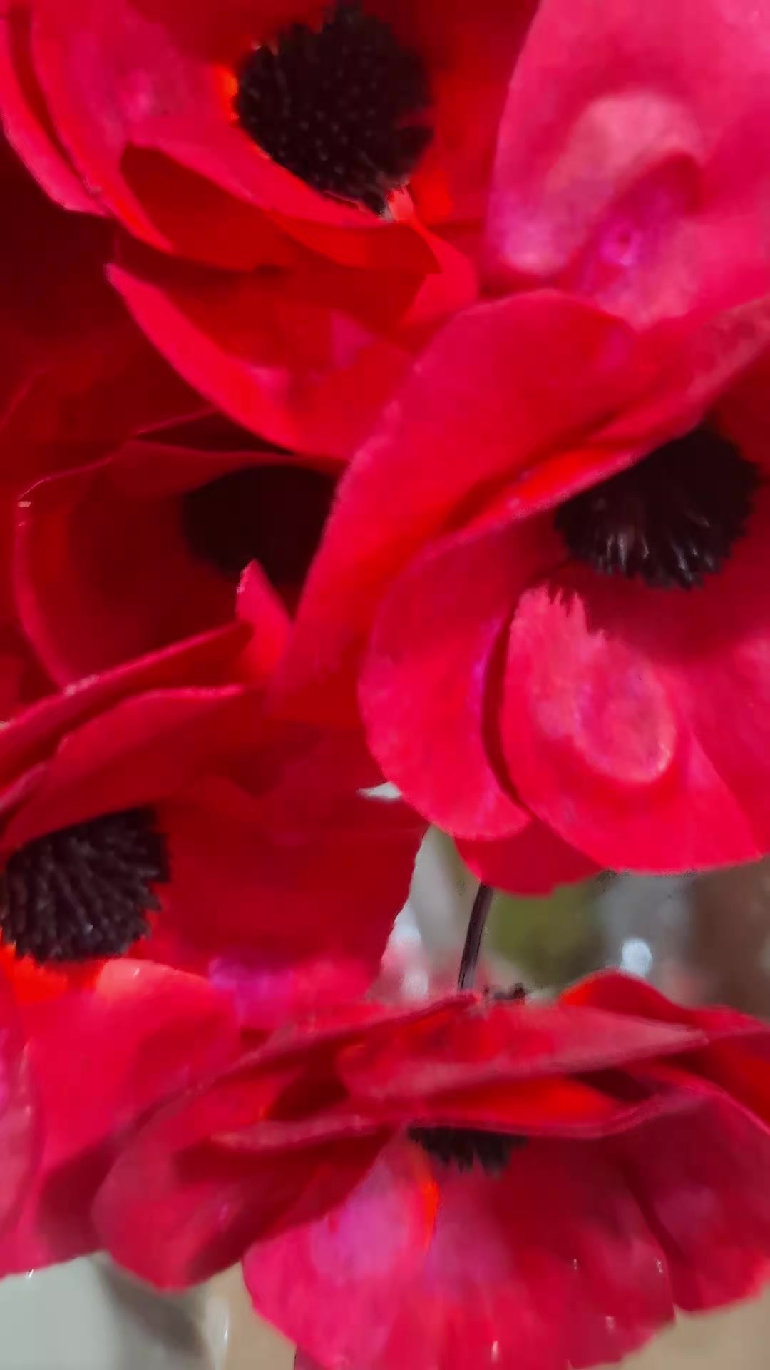 @~𝐀𝐫𝐞𝐧𝐚 Casa Floral