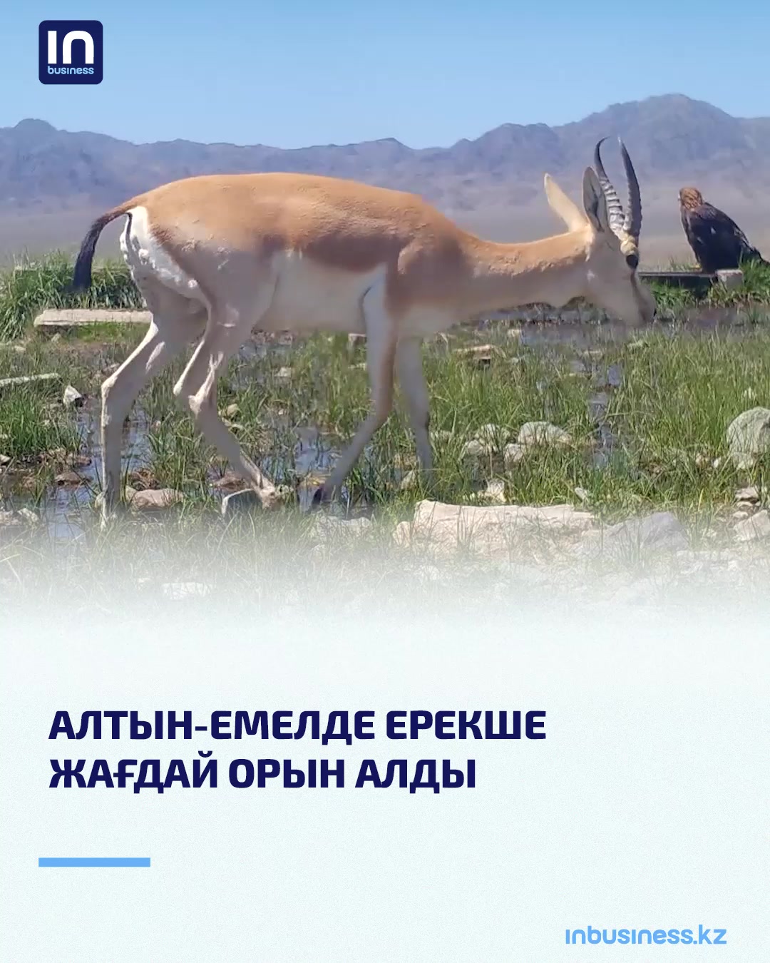@inbusiness.kz