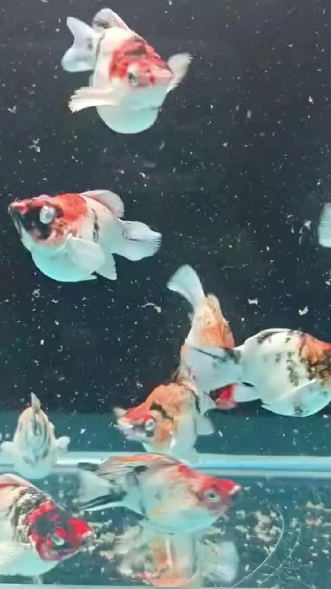@Wan Aquatic