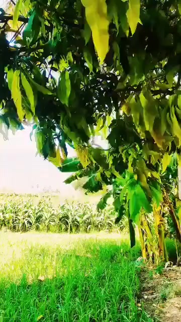 @sakeela60