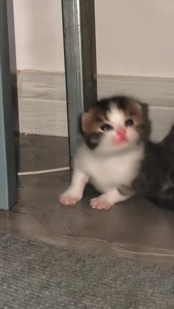 @catbosssss