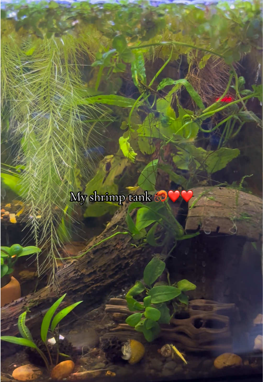 @Bettasbloom˚⊱🪷⊰˚