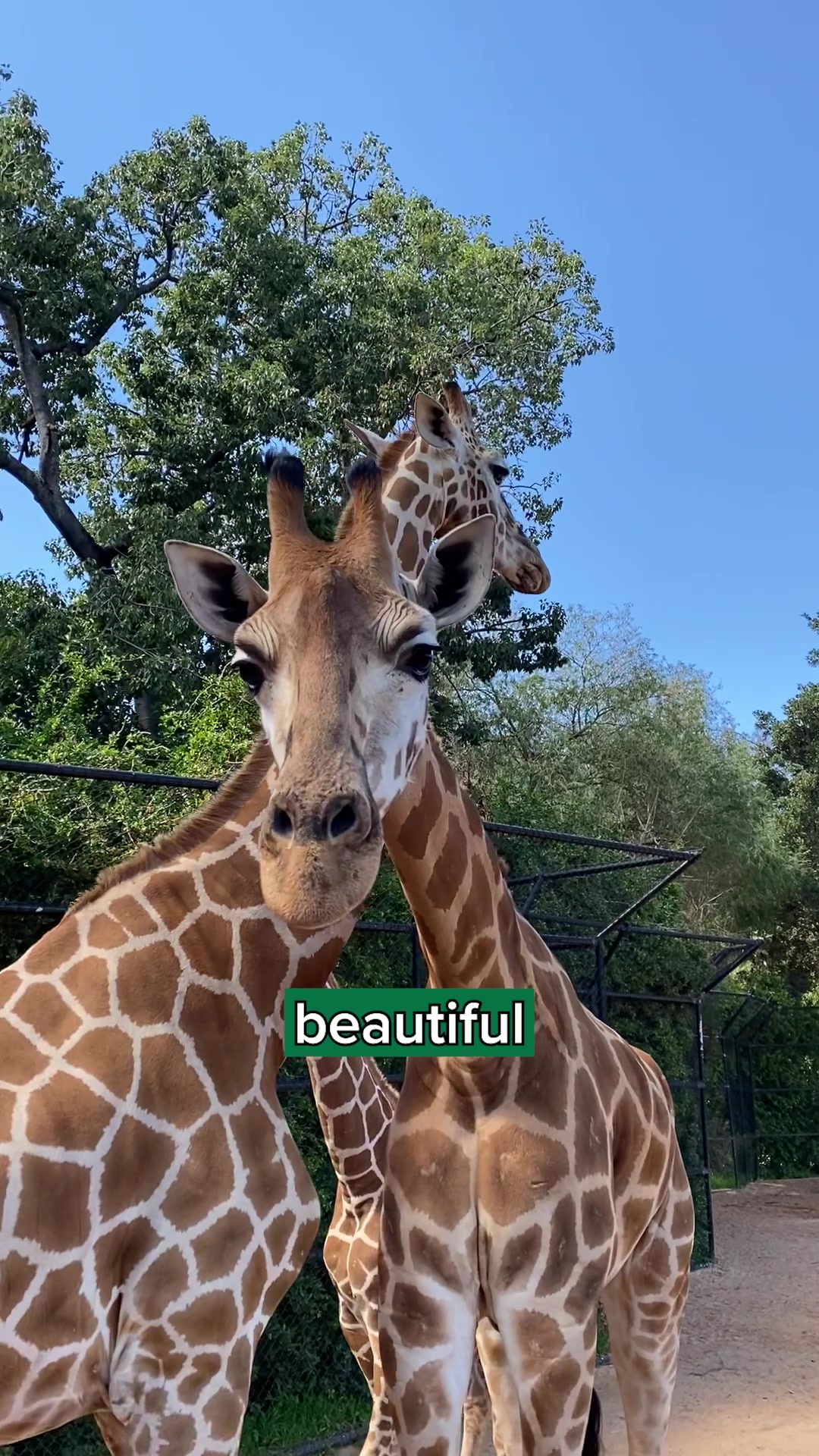 @Perth Zoo