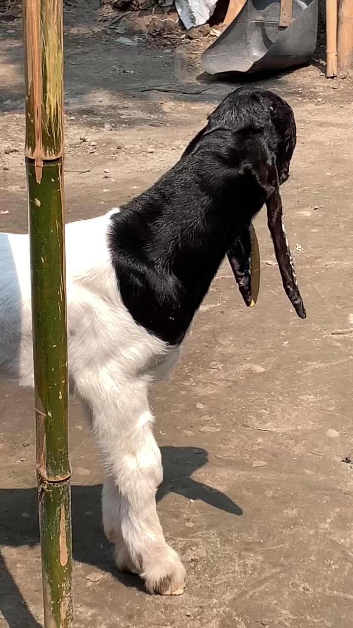 @DA FARM