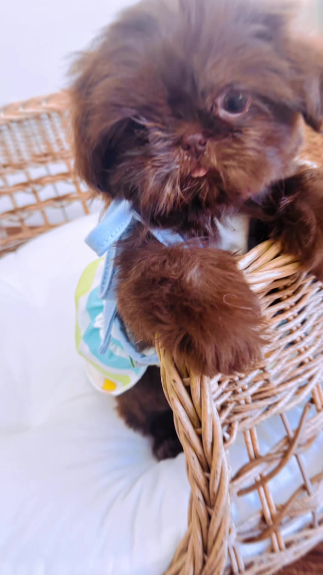@SHIHTZU SOIRÉE