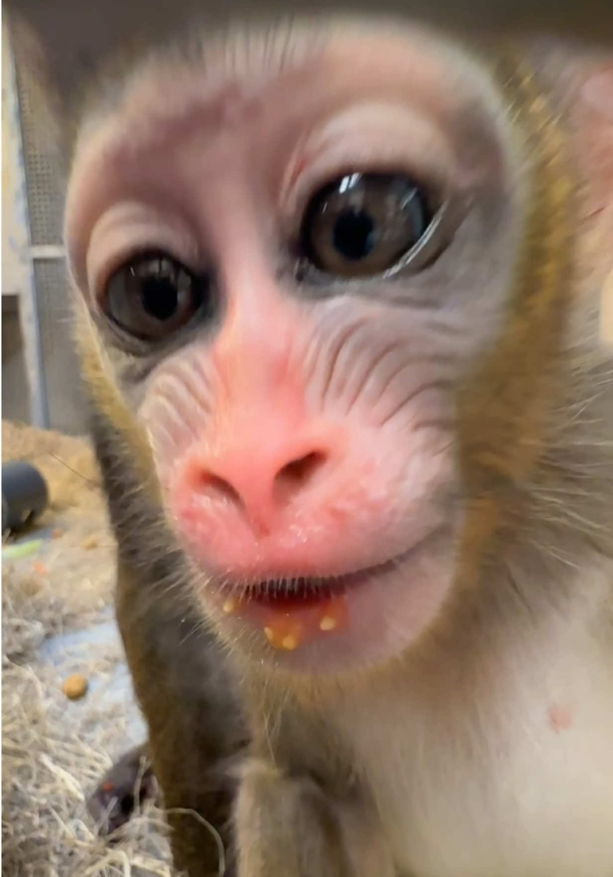 @memphiszoo