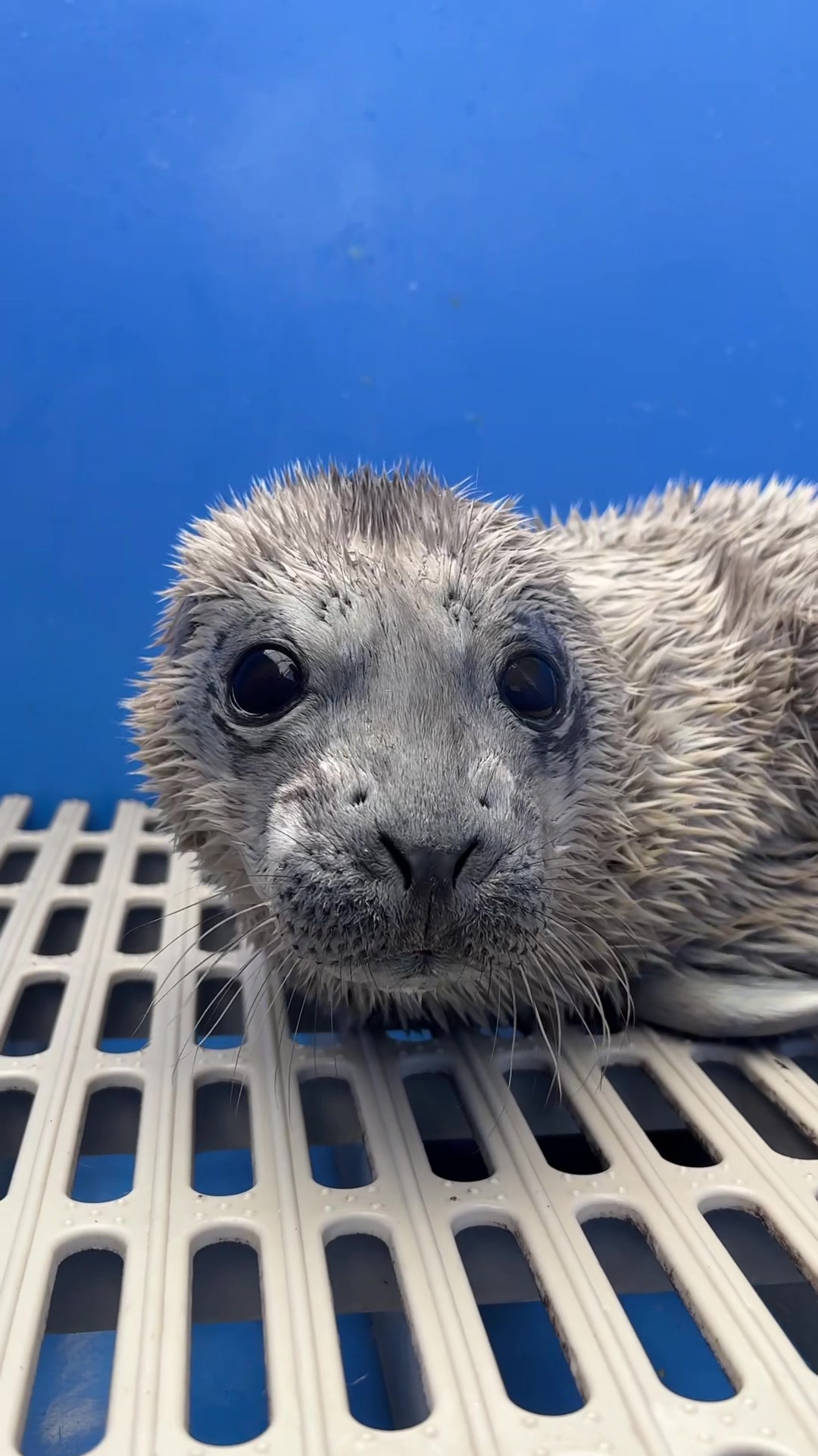 @Marine Mammal Rescue Society