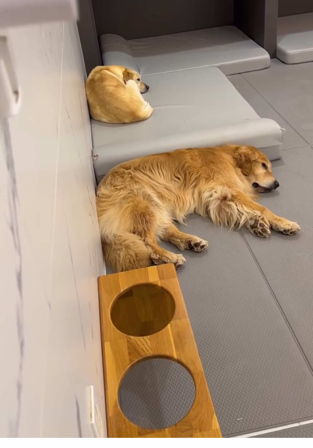 @kolom_golden_retrievers