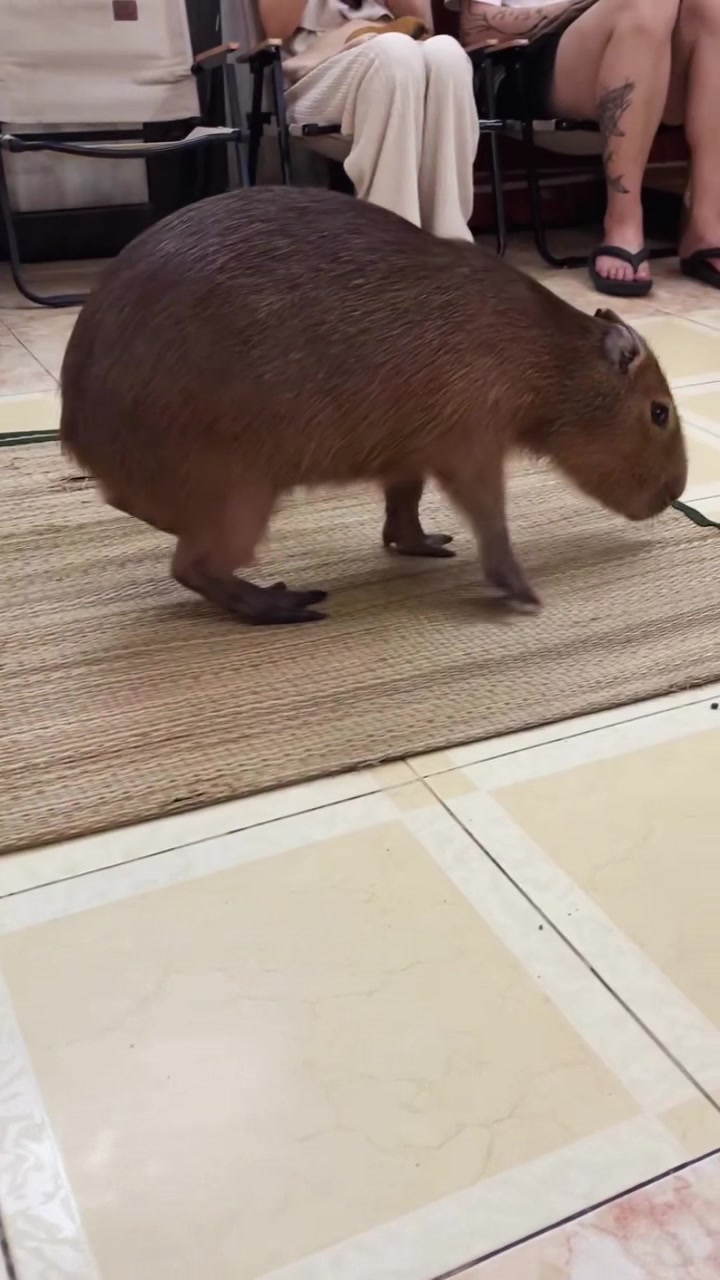 @Capybarabaramedia