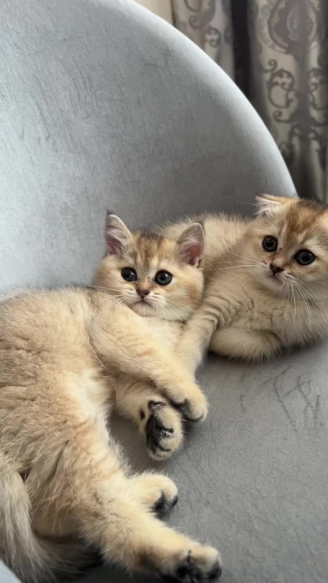 @🐈