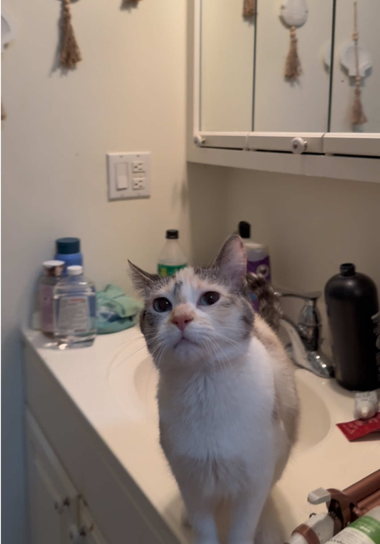 @Tali & Cats