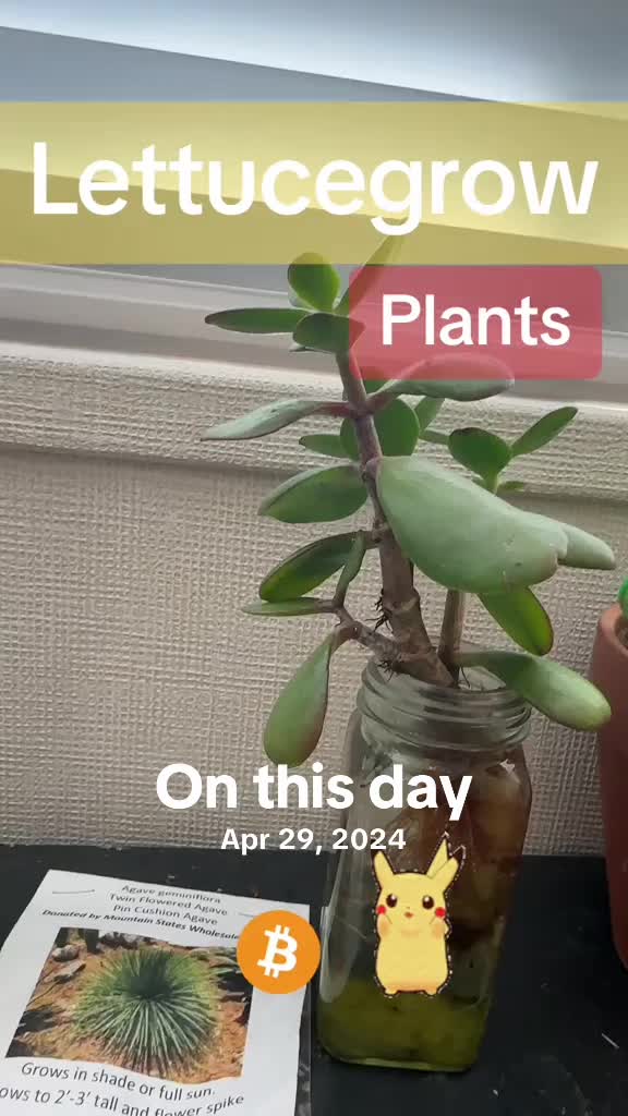 @Wetplantz