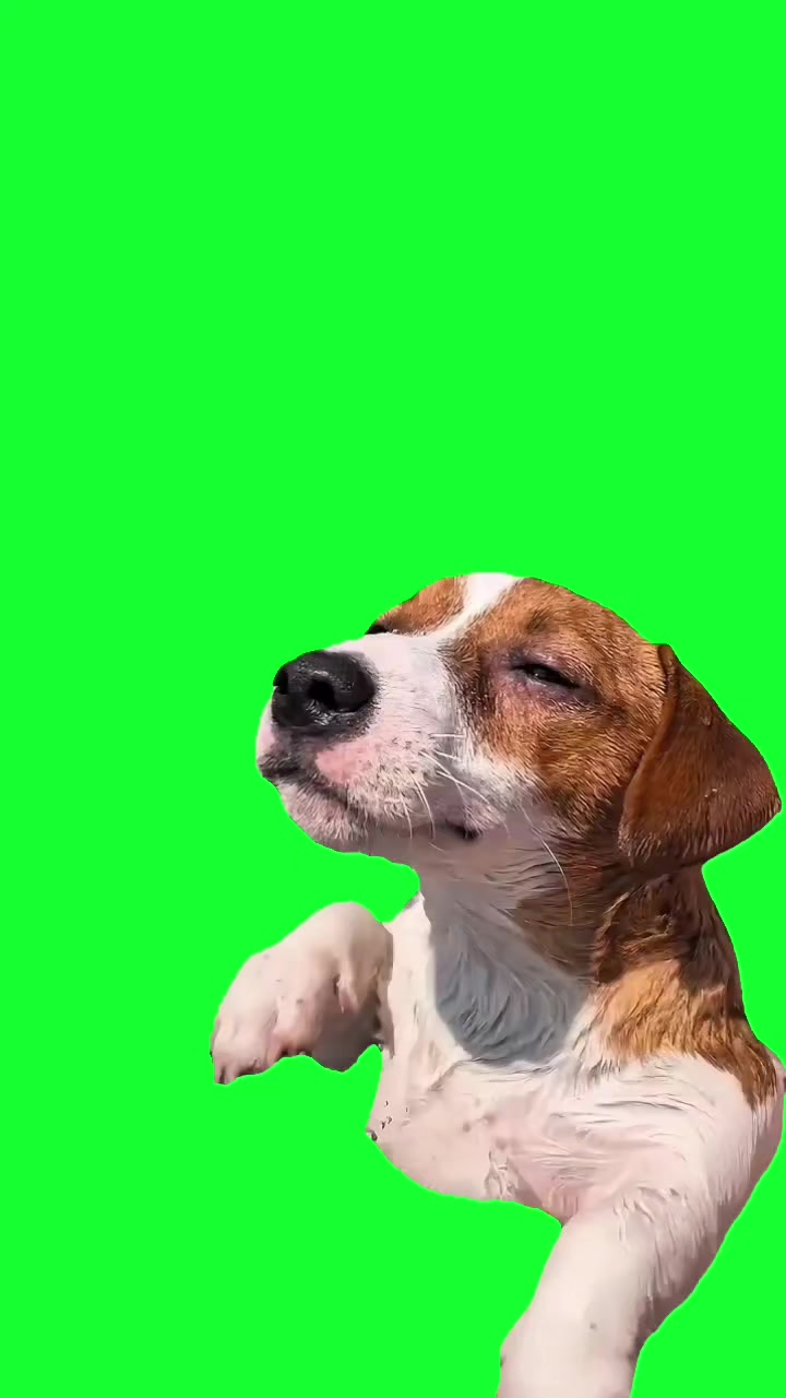 @TikTok Template