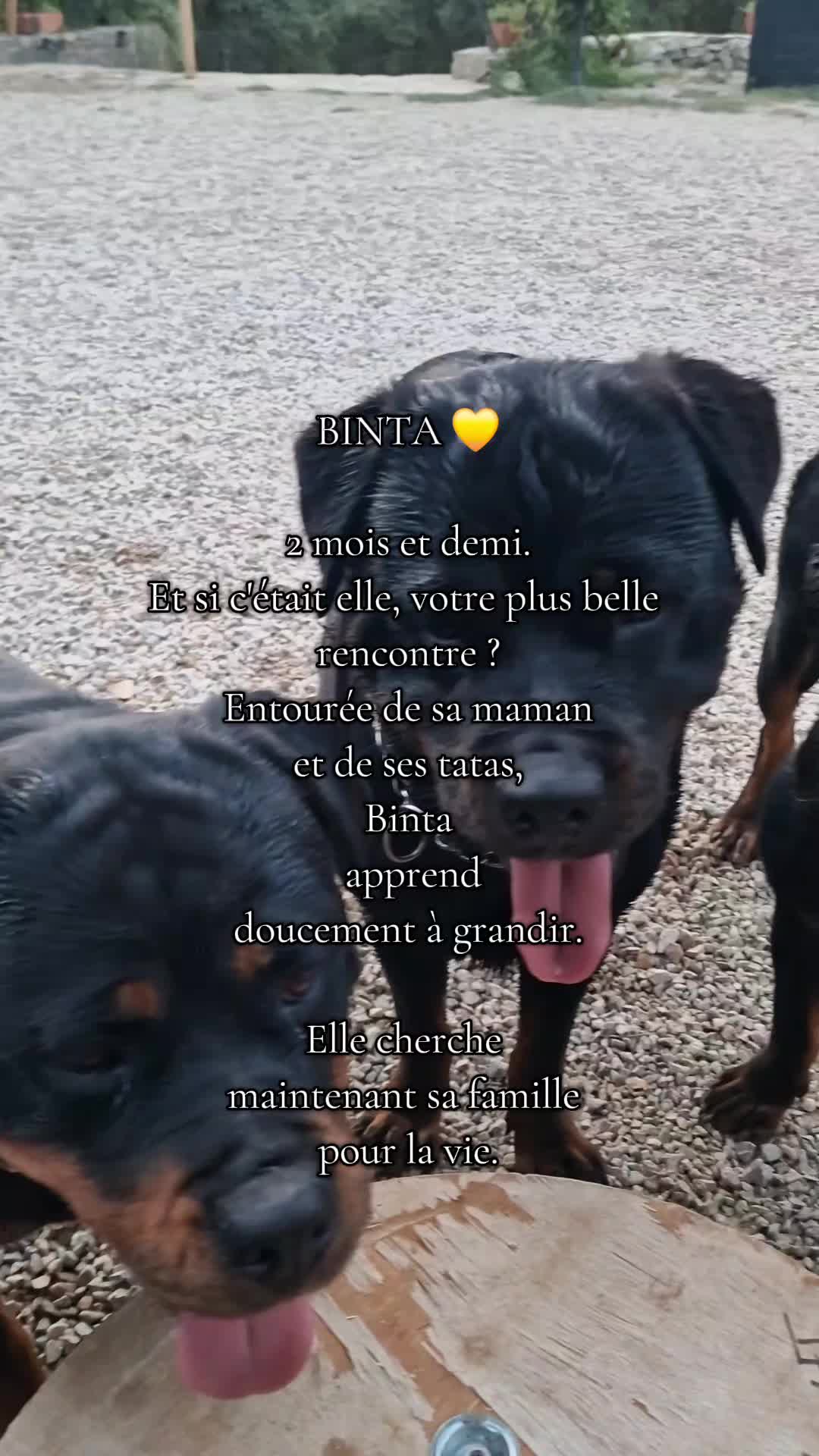 @Laetitia FACHETTi Rottweiler