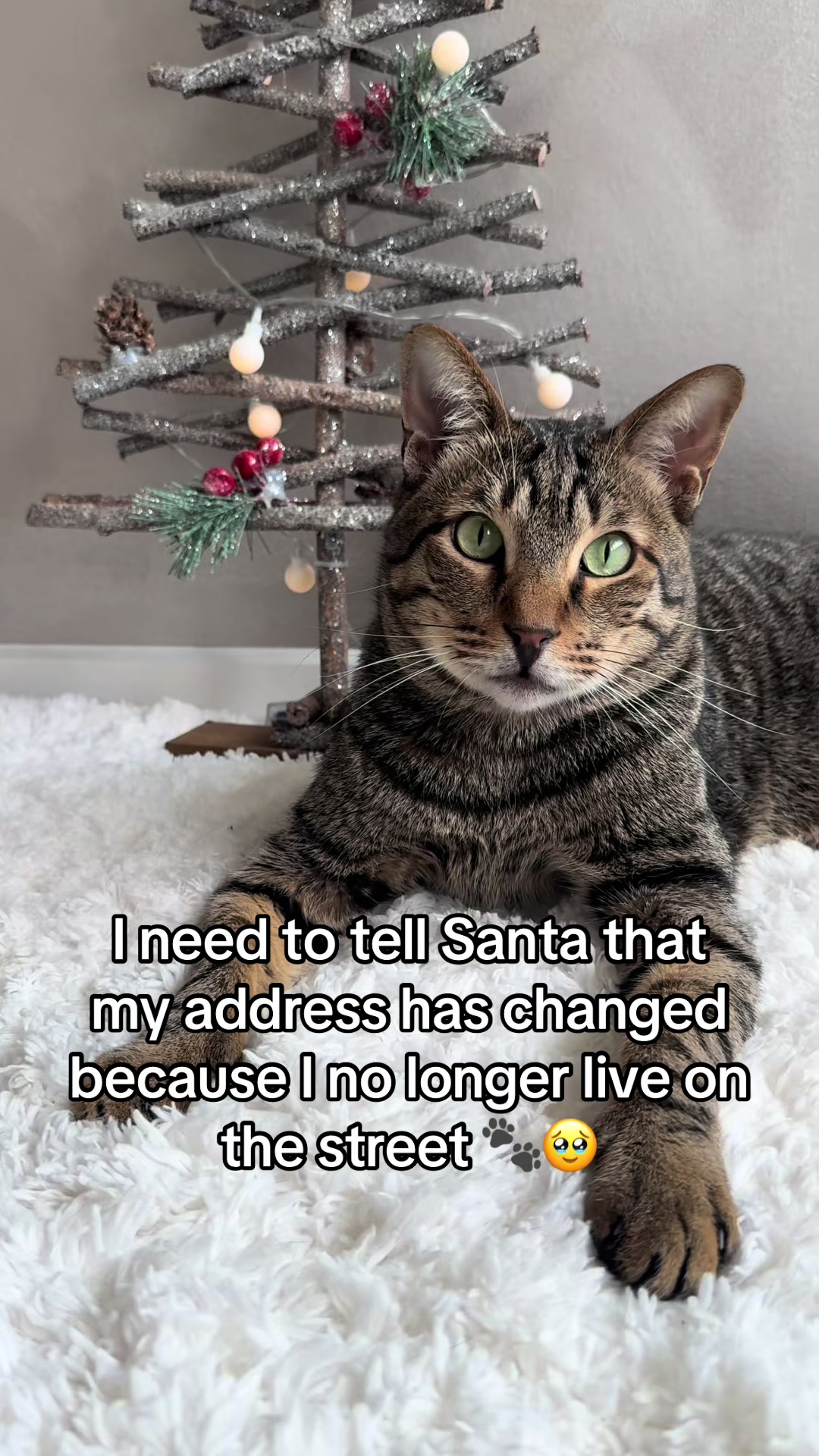 @Cat Tigrous
