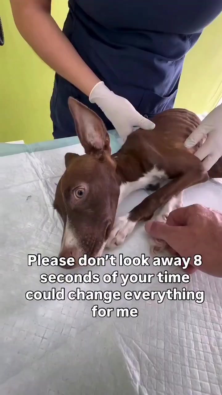 @NewLeashOnLifeRescue