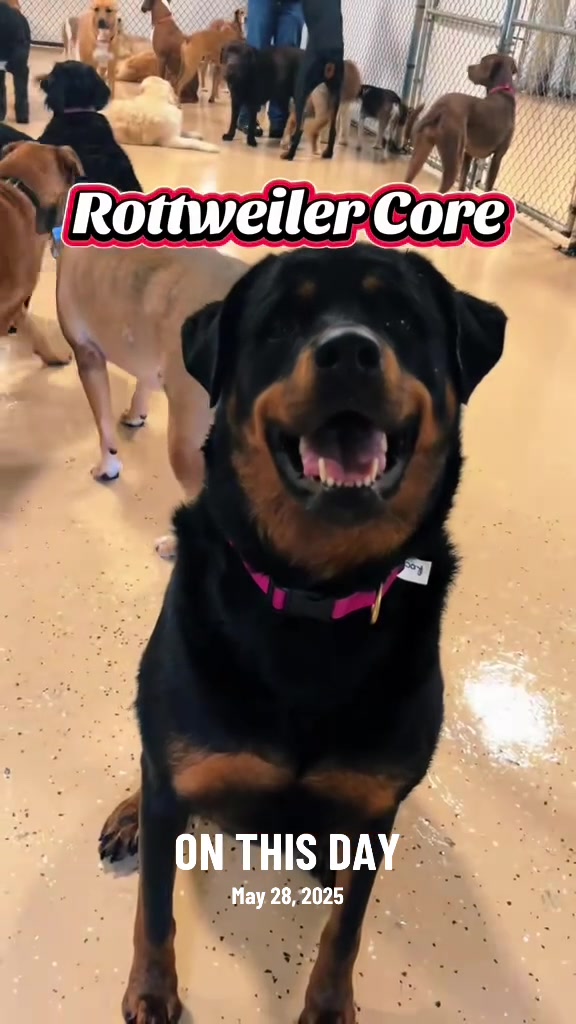 @Canine College