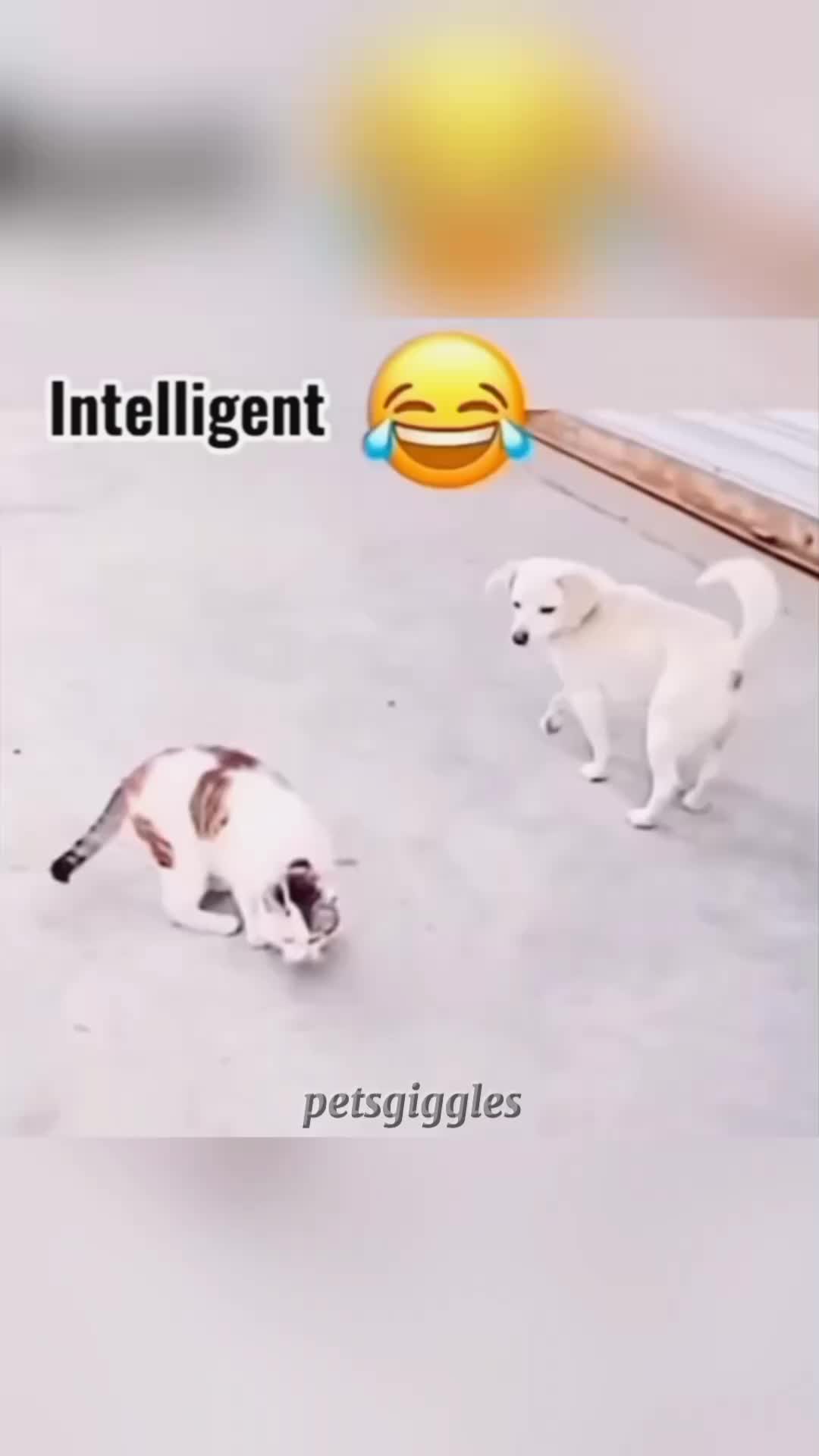 @Pets Giggles