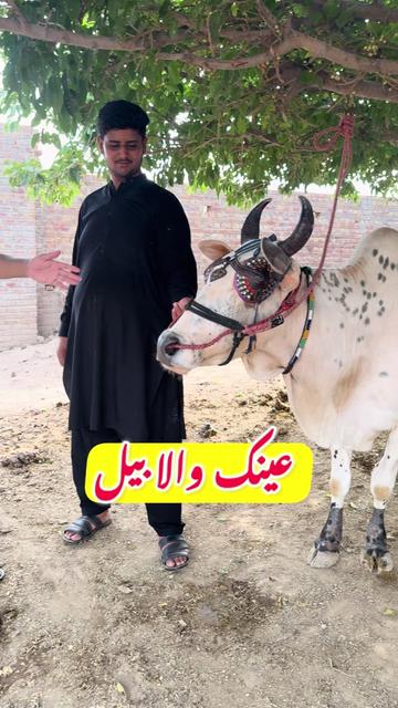 @Dr.Mohsin