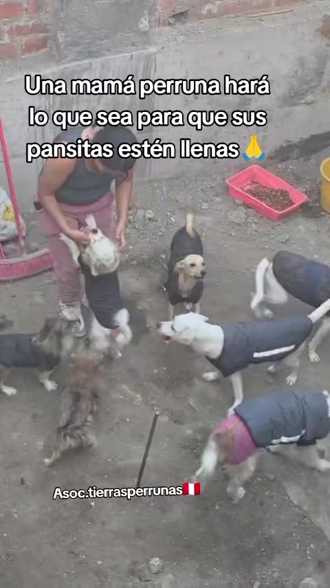 @Asociación T.Perrunas🐕🐈🇵🇪