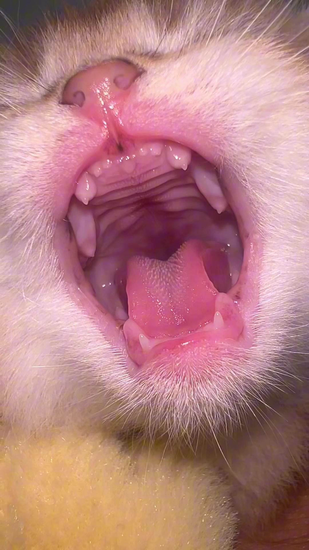 @Soothing Cats😻