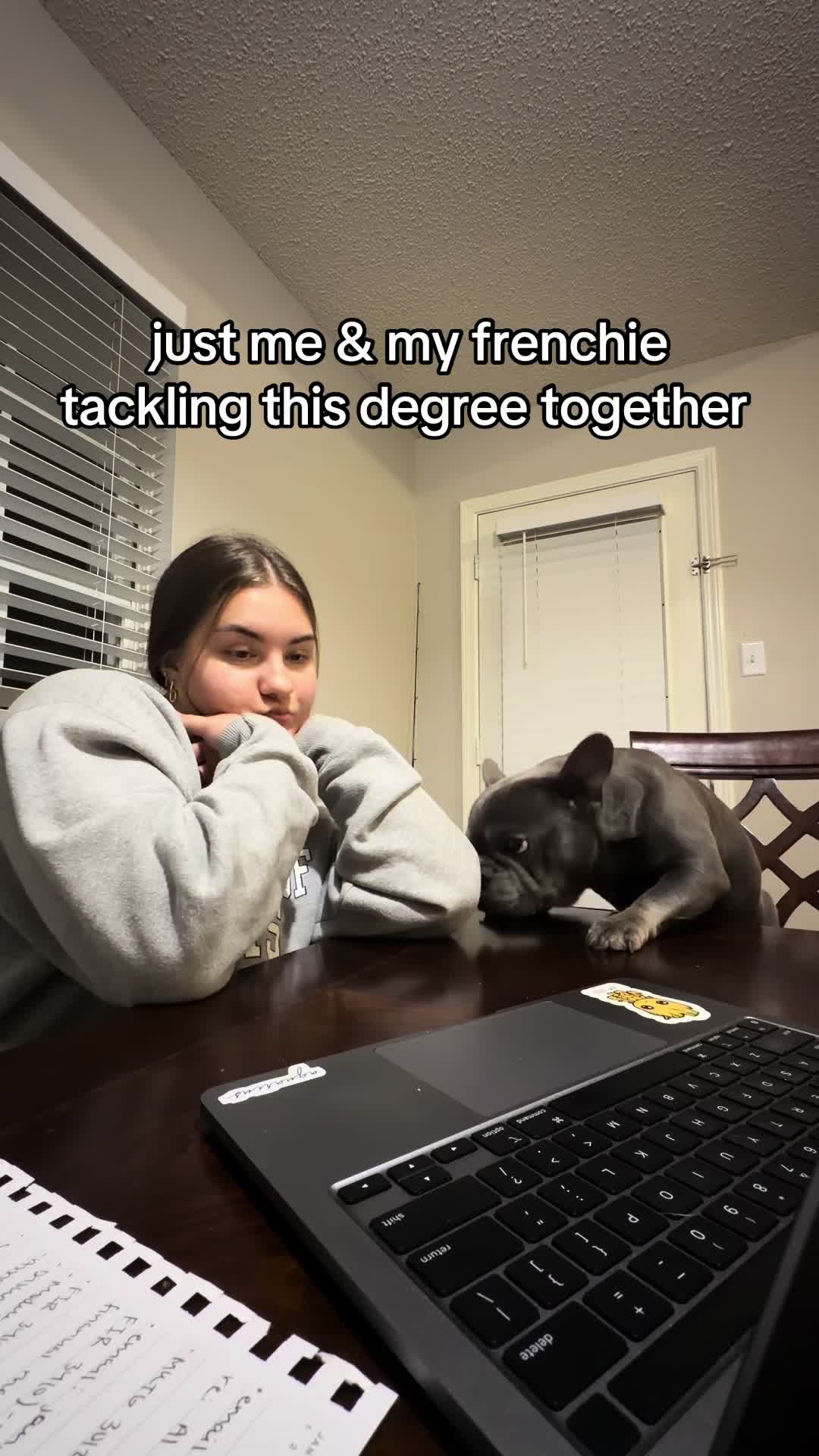 @⭐️ 5 Starr Frenchies ⭐️