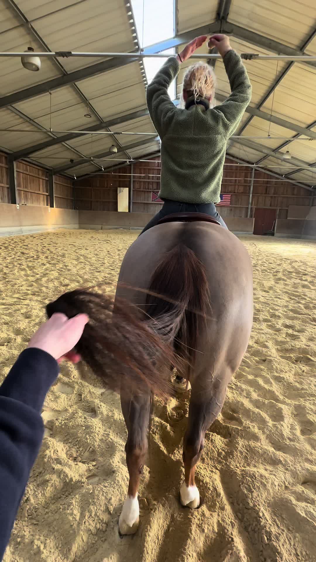 @Horses TikTok