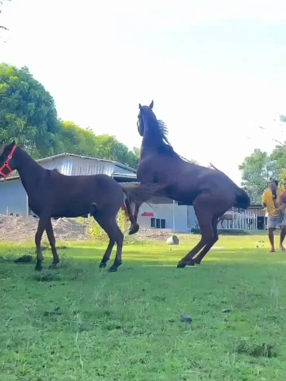 @Equine Cinematics