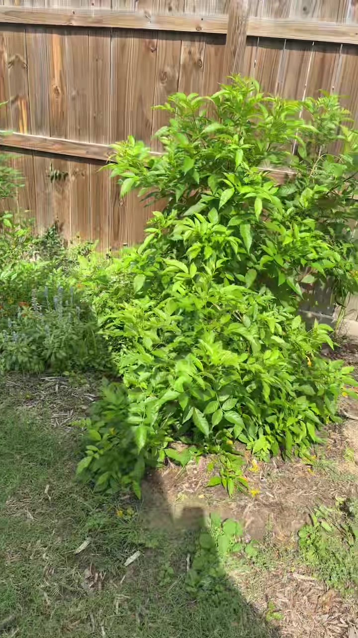 @themagicvalleygardener