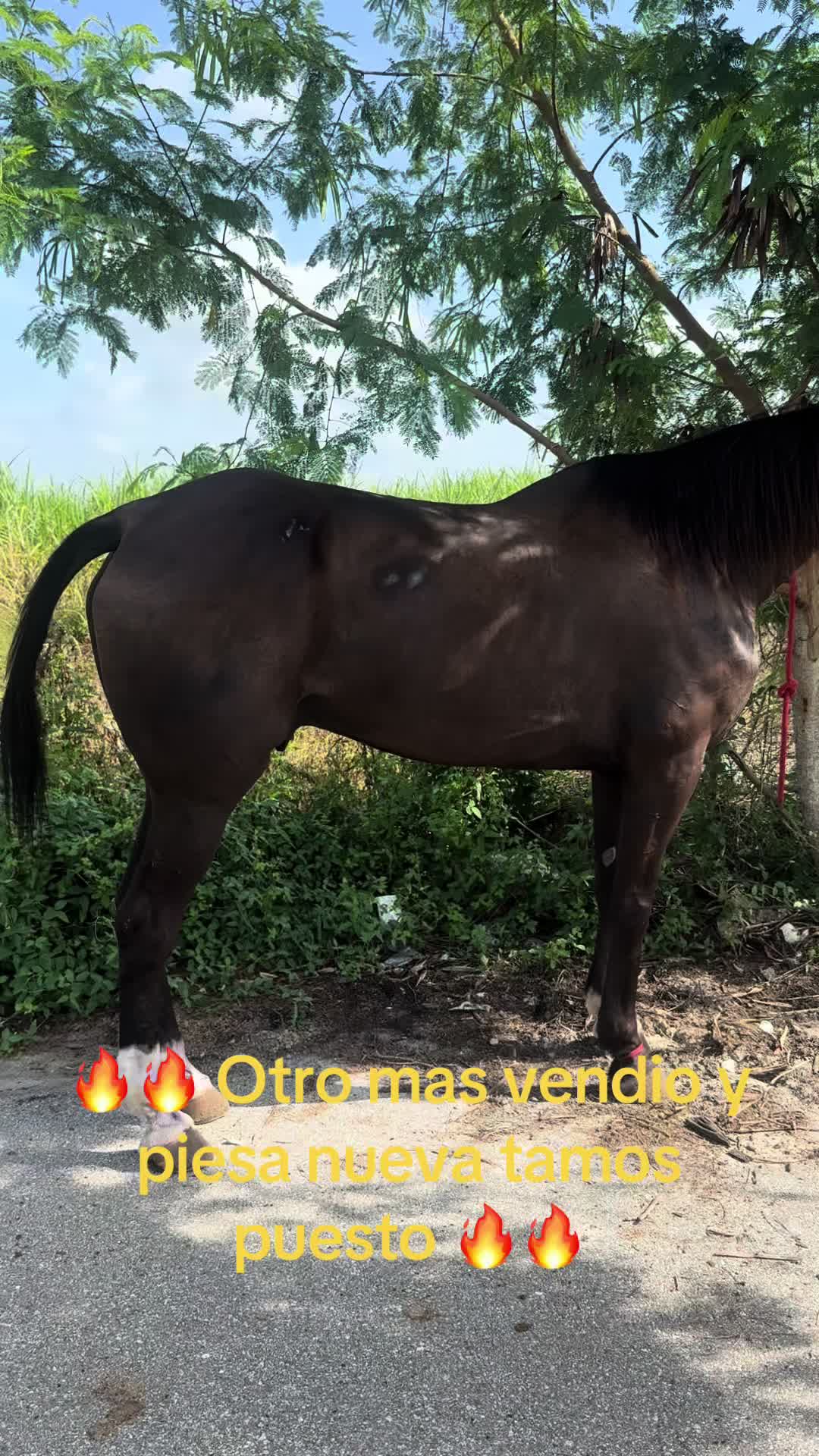 @🔥🔥❤️EL FEO ❤️🔥🔥