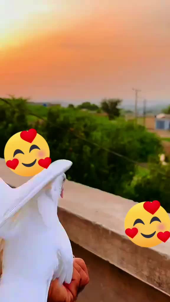 @Armaghan.sana