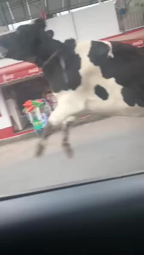 @Nuevo León 10