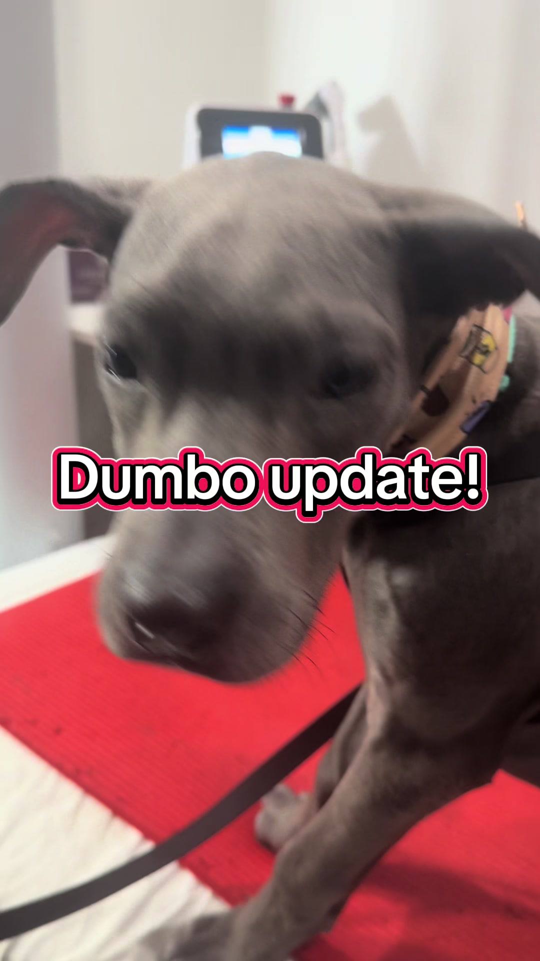 @ArfitDogRehabFitness