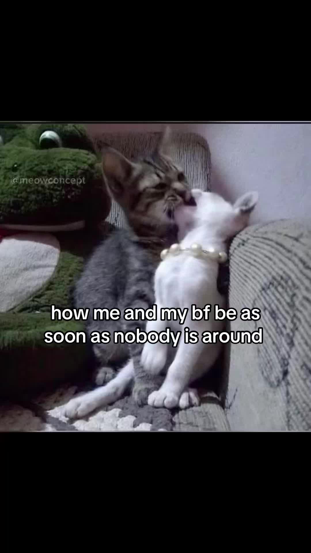 @meowconcept