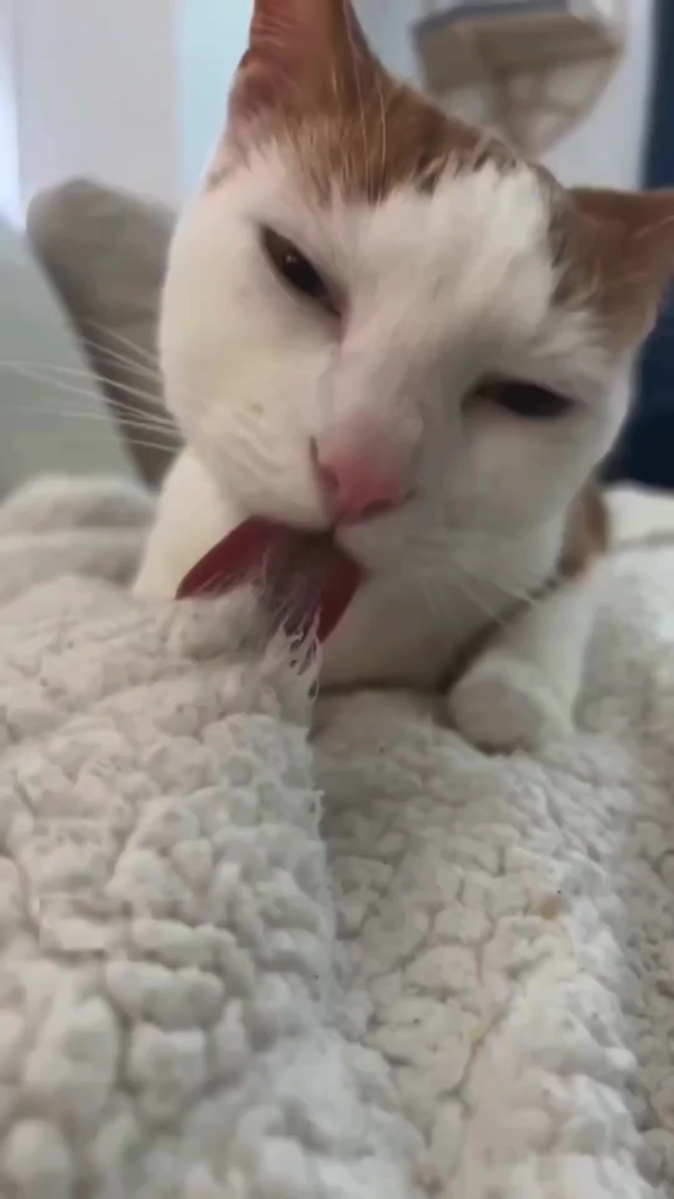 @𝗖𝗔𝗧𝗦