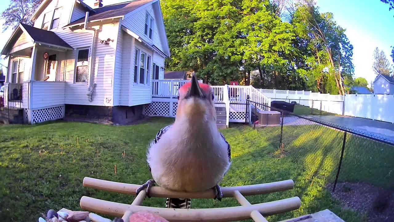 @OnlyBirds518