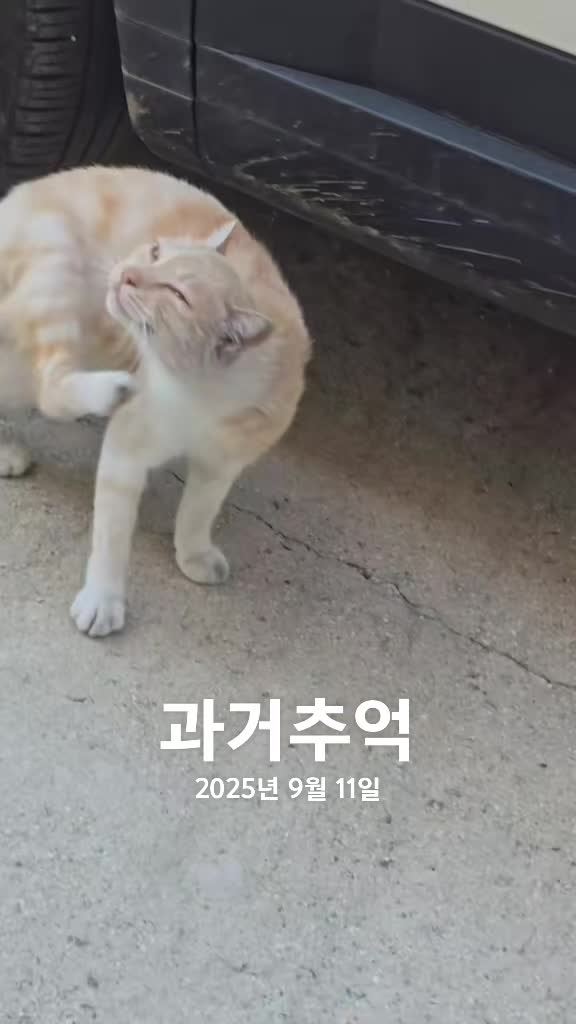 @고양이 형아