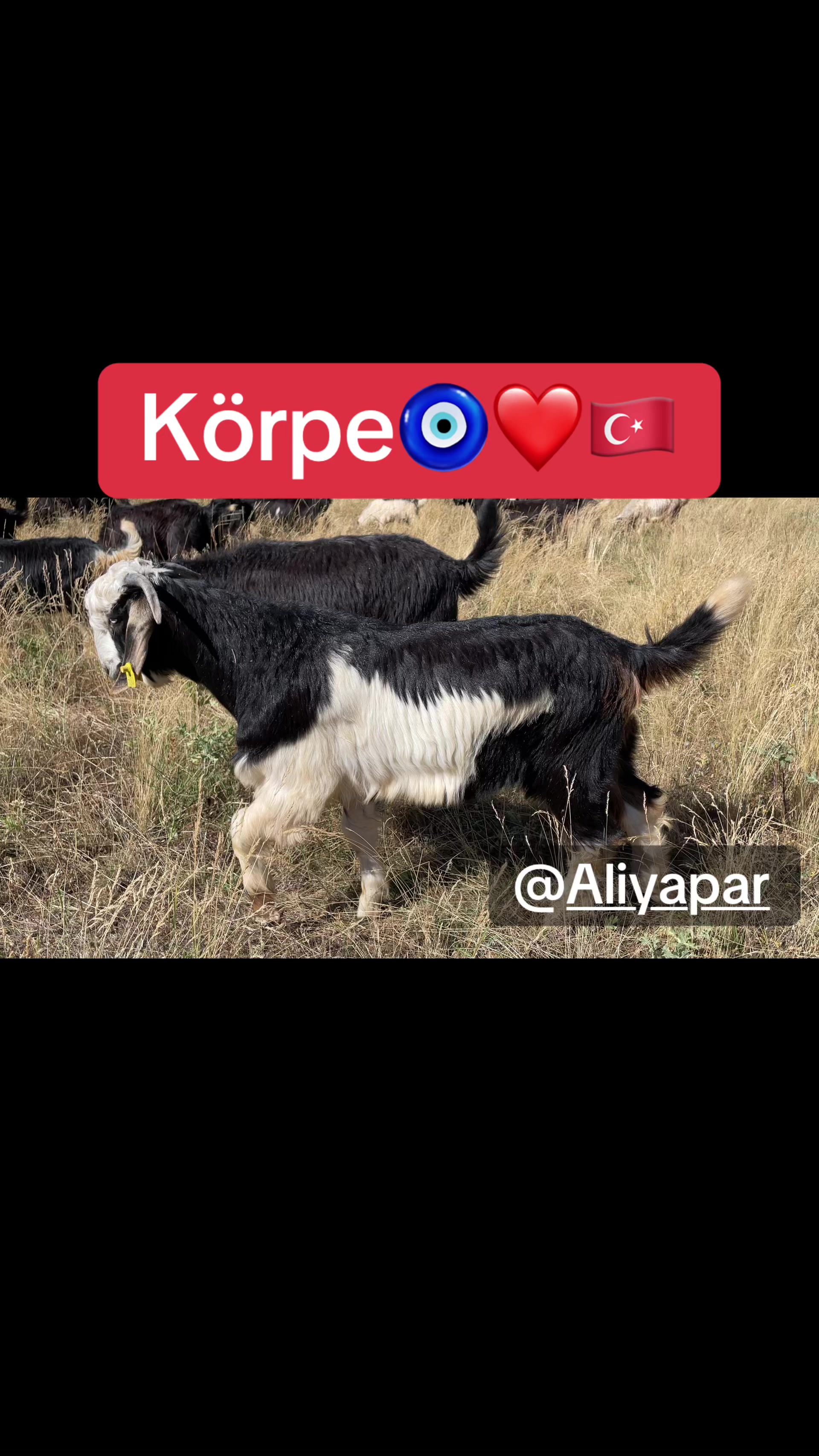 @Ramazan yapar