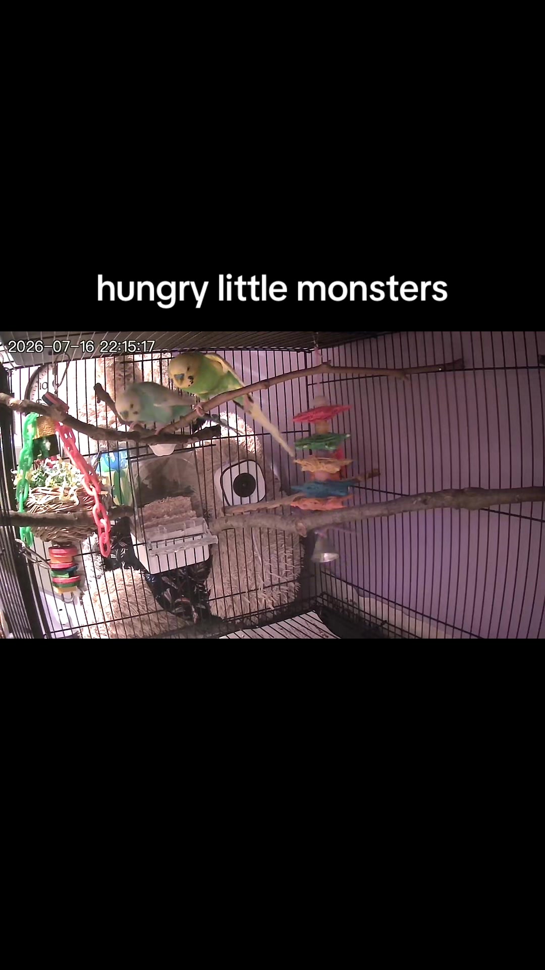 @Kiwi and Gizmo