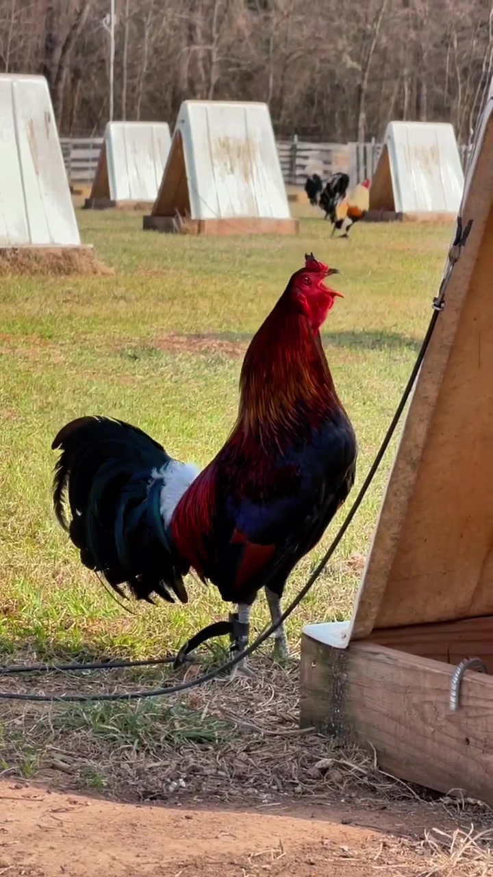 @Quốc Bảo ( baosting)